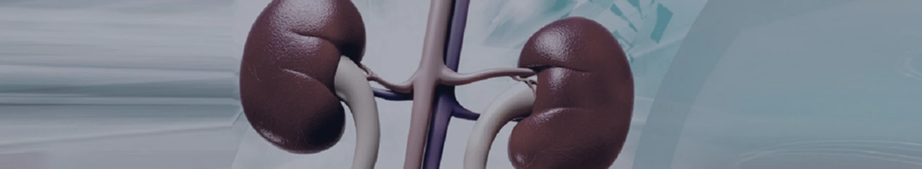 global kidney foundation img kidney