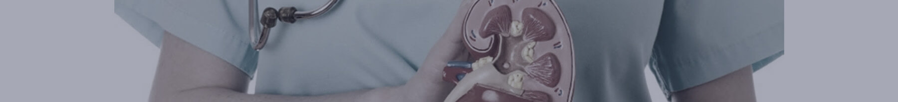 global kidney foundation img organ